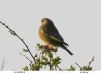 Greenfinch