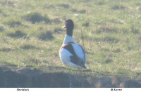 Shelduck