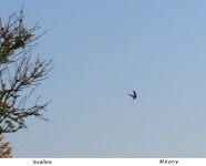 Swallow