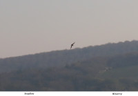 Swallow