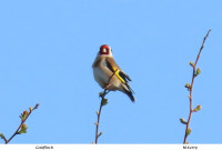 Goldfinch