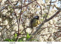 Great-Tit