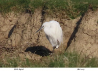 Little-Egret