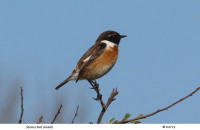 Stonechat-male