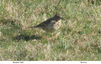Meadow-Pipit