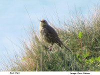 RockPipit