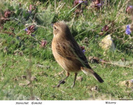 Stonechat-female
