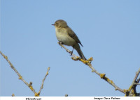 Whitethroat